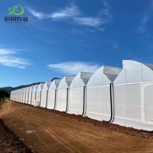 Double Layer Hydroponic System High Tunnel Film Greenhouse with Customization