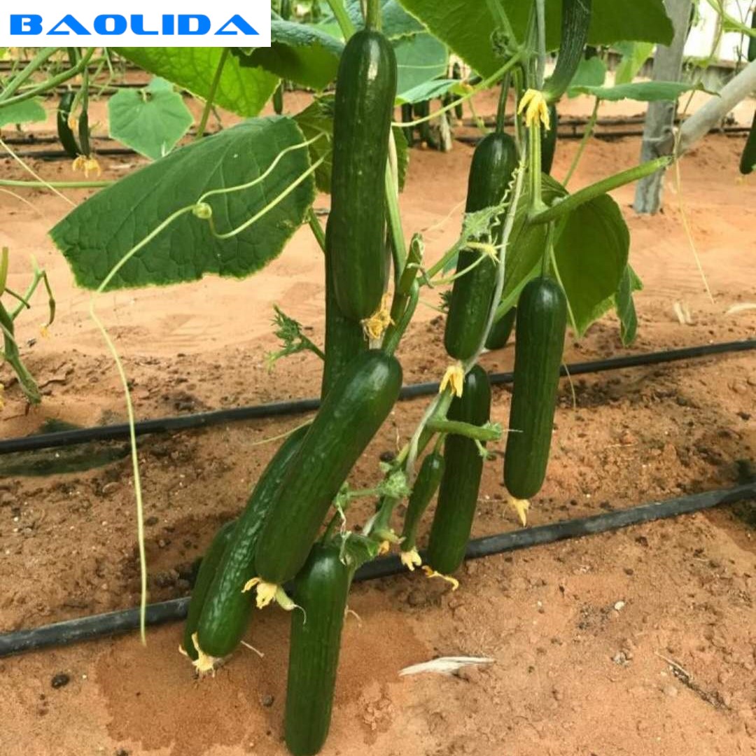 Agricultural Farm Plants Growing Automatic Greenhouse Irrigation System