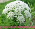 Osthole 98%, Common Cnidium Fruit Extract, pure herbal ingredients high quality