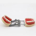 Standard Model Teeth Practice Dental Student Acrylic Resin Dental Typodonts With