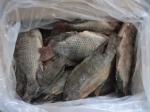 Frozen Tilapia Gutted& Scaled Size after glaze 500-800g