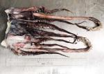 20 Kg Equator Squid Bqf Dosidicus Gigas Store Condition -18℃ Or Below