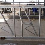 Hot Dip Galvanized Cow Head Lock Dairy Safe And Sturdy Farm Feeding Equipment