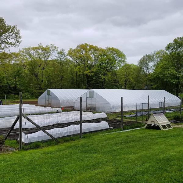 Cheap Tomato Agricultural Plastic Film Cover Low Cost Economic Tunnel Greenhouse