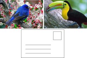 China Lenticular Postcard Printing Toucan Wild Animals 3D Postcard for zoo pack sealifes factory