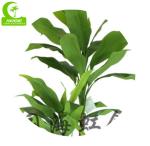 Cornstalk Cracaena High Quality Artificial Dracaena With Real Touch Leaves For
