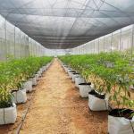 Metal Frame Tunnel Greenhouse With Ventilated Serre Agricole Plant Tunnel