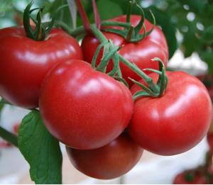 China Automatic Tomato Puree Processing Line For Paste Making factory