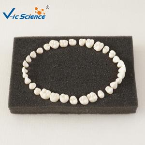 China Eco - Friendly Dental Study Models VIC-D8 Replacing Typodont Manufacture Replacement 28 / 32 factory