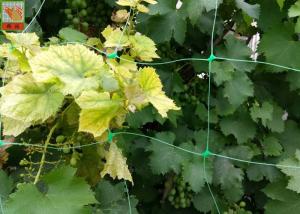 China Green Plastic Plant Support Netting , Agricultural Polyethylene Mesh Netting factory