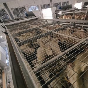 China ISO9001 Poultry Drinking System , 360degree Automatic Chicken Nipple Drinker factory