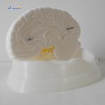 Teaching Human Anatomical Model For Hospital Or Student , Brain Anatomy Model