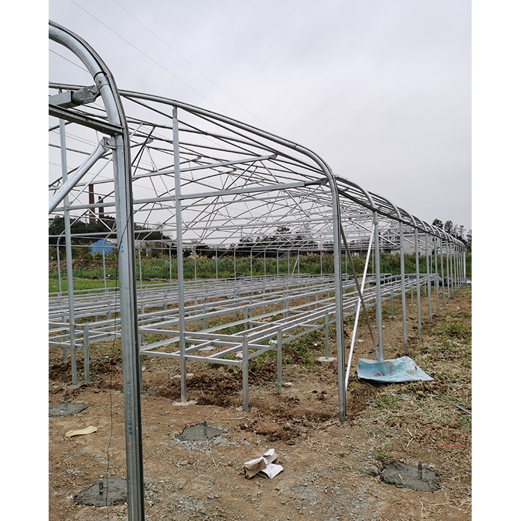 Durable Hot Dipped Galvanized Steel Structure Greenhouses for Tomato Lettuce and Pepper