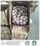 China fresh garlic export to Brazil by Pioneer garlic group.5.5-6.0cm normal