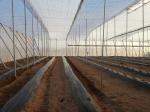 Melon Aphid / Leafminer / Whitefly Insect Proof Mesh , Anti Insect Netting