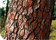 manufacture Pine bark Extract OPC 95% Fighting aging, help wrinkled skin,