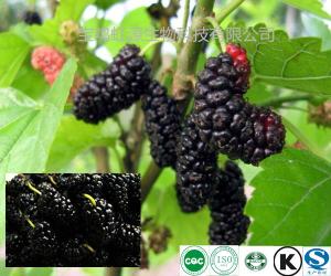 China Low Price Mulberry Fruit Extract Powder factory