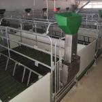 Hot DIP Galvanized Sow Farrowing Crate 1 Inch Tube Swine Farrowing Pen