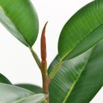 Artificial Potted Floor Plants Small Ficus Pandurata For Garden Decoration