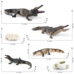 Crocodile Alligator Life Cycle Figure Model Toy For Boys Girls Kids