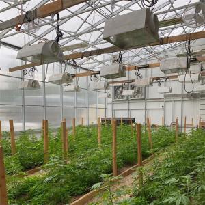 China Fully Automated Light Deprivation Greenhouse Tunnel Agriculture Single-Span Blackout Shading In Greenhouse For Sale factory
