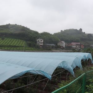 Large Size Multi-Span Greenhouse with PE Material and Hot Galvanized Steel Frame