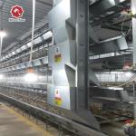 Fully Automatic Broiler Poultry Farm Cage 5000 H Type Battery For Chicken