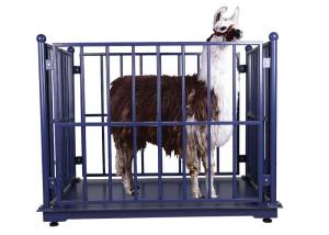 China 1000kg Digital Cattle Weighing Scales factory