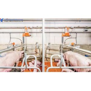 China Customized Piggery Shed Steel Structure Animal Husbandry Green House on sale