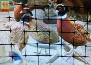 China Black Plastic Chicken Netting , Plastic Poultry Netting, Plastic Poultry Fence, 1.5M High, BOP Nettings factory