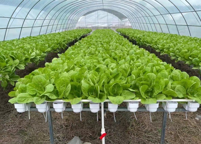 100x50mm Nft Hydroponic Gutter System Rain Pvc Channels Grow System For Lettuce Strawberry