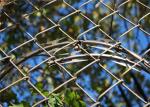 Chain Link Fence Netting and Decorative Curtains