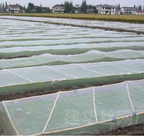 China Plastic bird-proof net PE enlarged thickened greenhouse agricultural breeding net vineyard insect-proof net factory