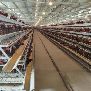 China Q235 Hot Galvanized Poultry Farm Automatic Layers Cage 5000 Chickens Poultry Farm factory