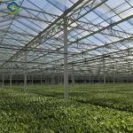 Commercial Lettuce Farm NFT Greenhouse With Galvanized Frame 1.6-1.8m Height