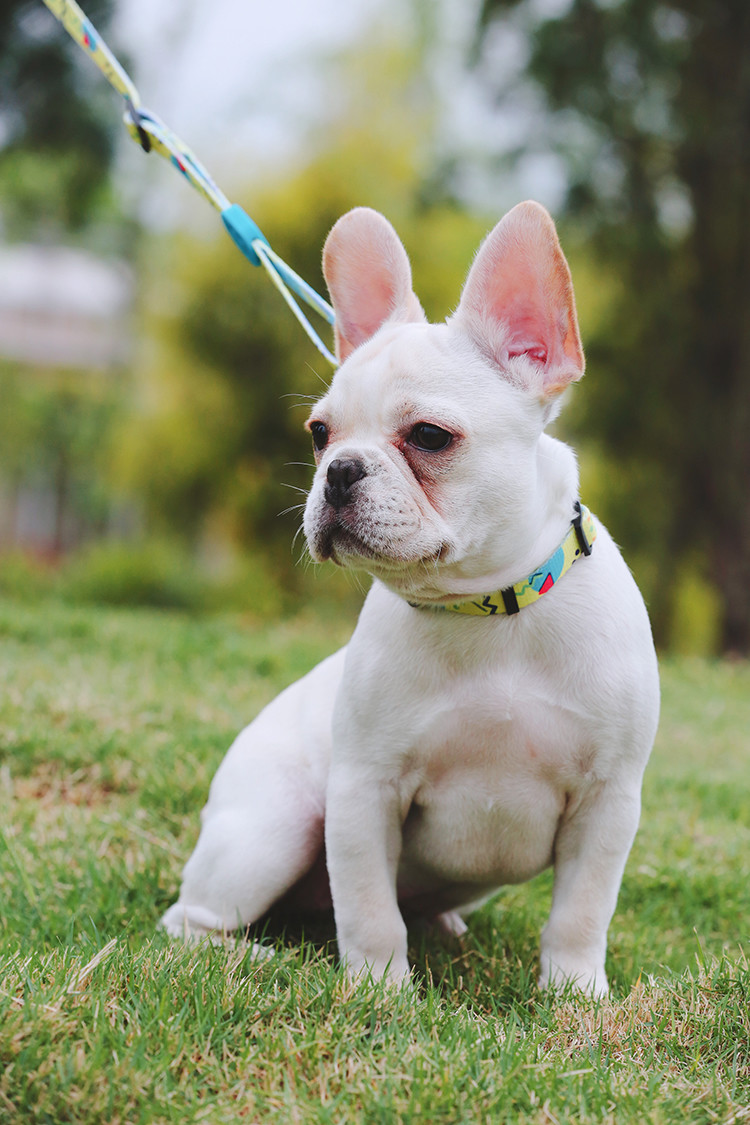 30m Sublimation Dog Leash