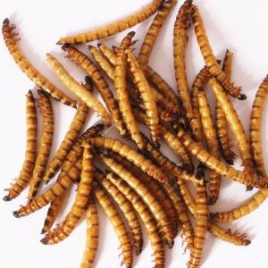 China Freeze Dried Worms - Dry and Cool Place Storage Tenebrio Molitor Parrot Bird Turtle Food factory