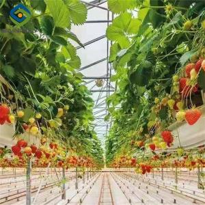 China Efficient Strawberry Plant Greenhouse Easy To Install High Performance factory