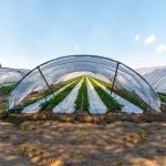 Easy Installation Garden Greenhouses With 3-5 Years Lifespan