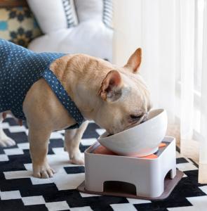 China CeramicsTilted Single Food Feeding Bowl for French Bulldogs/Cats factory