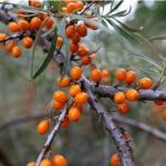 Sea Buckthorn Seed Oil Raw Materials Hippophae Rhamnoides Seed Oil Barrel