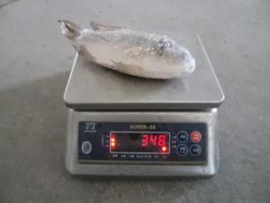 China Frozen tilapia wholesale price ( Oreochromis Niloticus ) factory