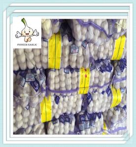 China garlic export company China / cheap garlic fresh dry normal white red purple garlic factory