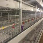 Rigid Q235 Steel Baby Chick Cage Multi Doors High Performance For Farm