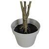 80cm Nearly Natural Looking Oak Tree Faux Plants Ornamental Indoor Tree