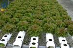 Greenhouse NFT Hydroponic Growing System For Soilless Agriculture Plant Growth