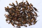 100% Natural Dried Crickets For Pet Food 100% Natural