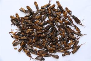 China Sustainable Dried Crickets For Dry And Cool Place Storage factory