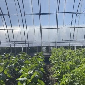 Vegetable Strawberry Greenhouse Large Size Package Size 50.00cm * 60.00cm * 50