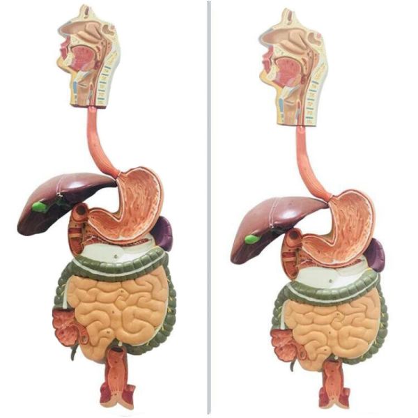 Display Blood Circulation Human Anatomy Model Includes Cardiovascular And